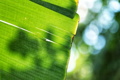 Low angle view of green leaf