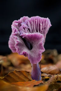 macro photography