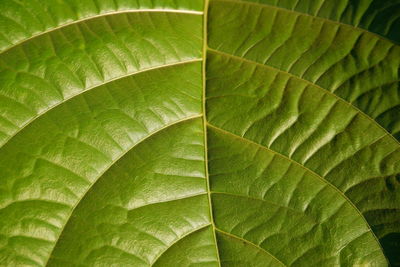 Full frame shot of green leaves