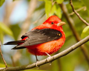 Close-up of bird perching on branch