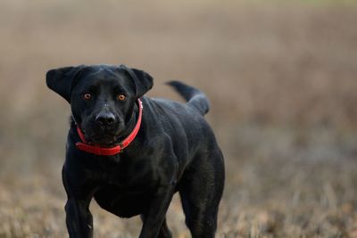 Portrait of black labrador on field