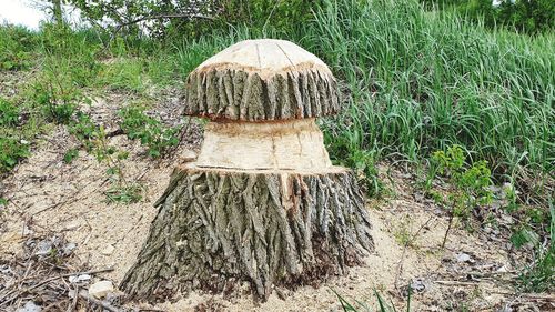 Mushrooms growing on tree stump in field