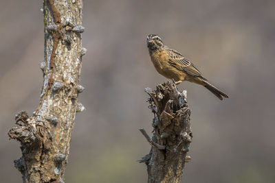 Close-up of bird perching on branch