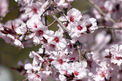 Close-up of cherry blossom
