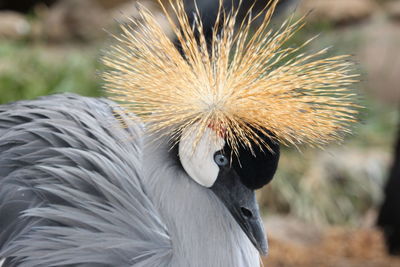 Close-up of grey crowned crane