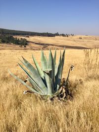 Cactus plant on field against clear sky