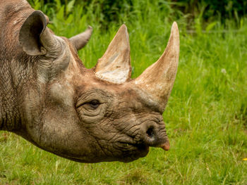 Close-up of rhinoceros on field