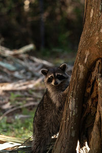 Young raccoon procyon lotor marinus forages for food in naples florida among the forest.