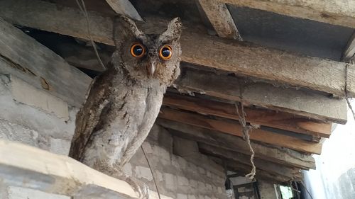 Low angle view of owl on roof