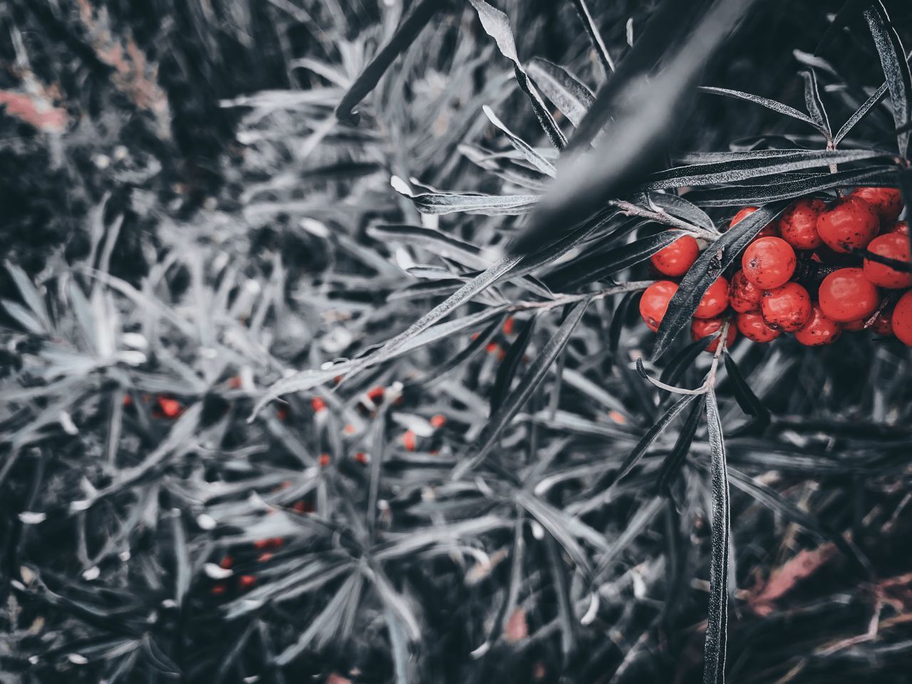 CLOSE-UP OF RED BERRIES ON TREE