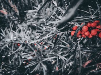 Close-up of berries growing on tree