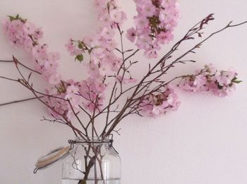 Close-up of cherry blossoms in spring