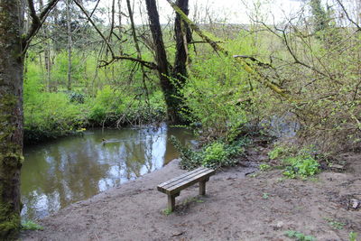 Empty bench by lake in forest