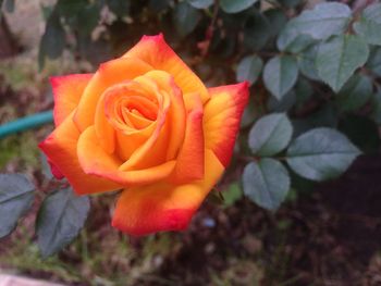 Close-up of red rose