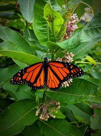 Butterfly pollinating flower