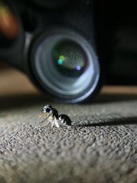 Close-up of insect on camera