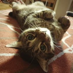 Close-up portrait of a cat lying on floor at home