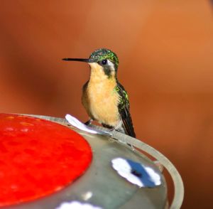 Close-up of bird perching on a feeder