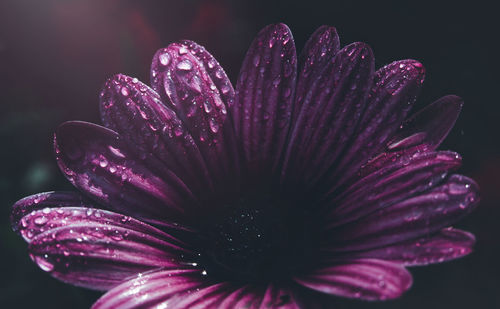 Close-up of wet purple flower