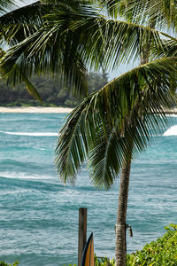 Palm trees on beach