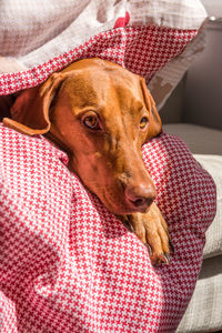 Vizsla dog relaxing on bed