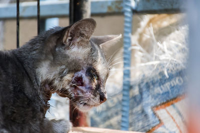 Close-up of a cat