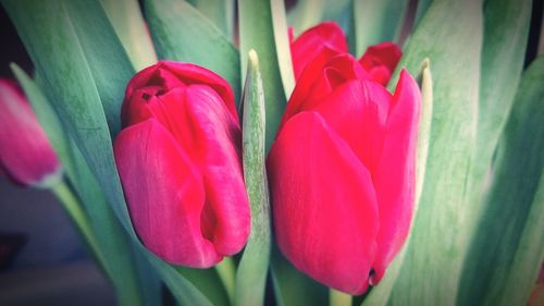 Close-up of pink tulips
