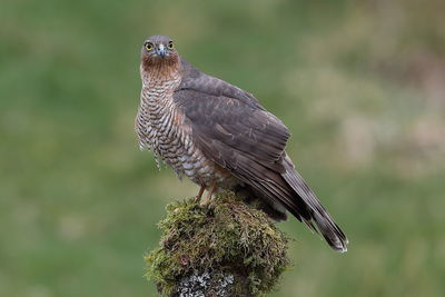 Close-up of bird perching on tree