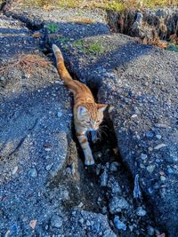 High angle view of cat on rock