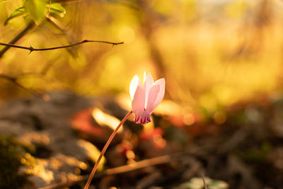 Close-up of pink flowering plant