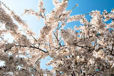Low angle view of cherry blossoms against sky