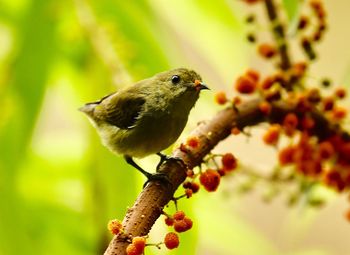 Close-up of bird perching on plant