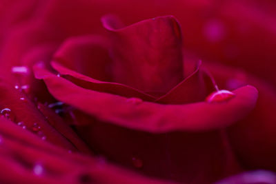 Close-up of pink rose flower