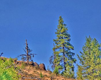 Low angle view of trees against clear blue sky