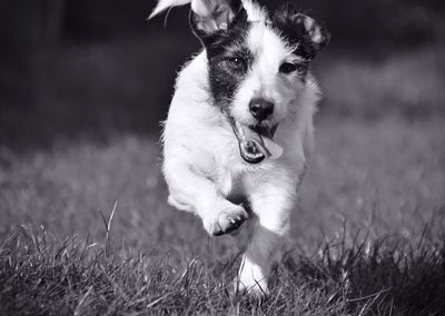 Dog standing on grass