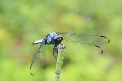 Close-up of dragonfly