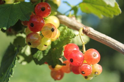 Close-up of red berries growing on tree