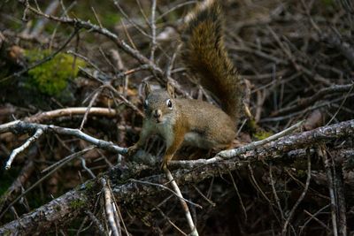Squirrel on tree in forest