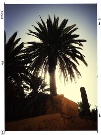 Low angle view of palm trees