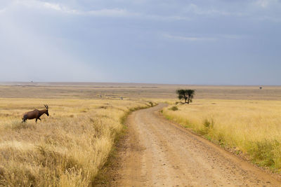 View of dirt road on landscape