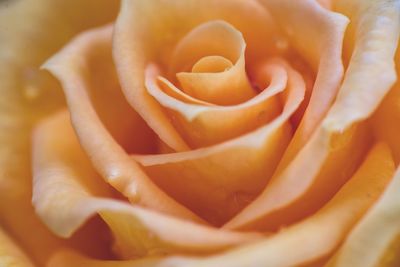 Close-up of rose flower