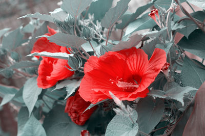 Close-up of red flowering plants