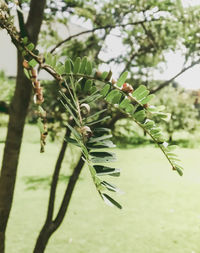 Close-up of tree