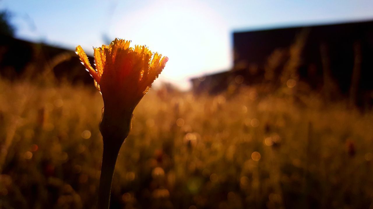 CLOSE-UP OF FLOWERING PLANTS ON FIELD DURING SUNSET