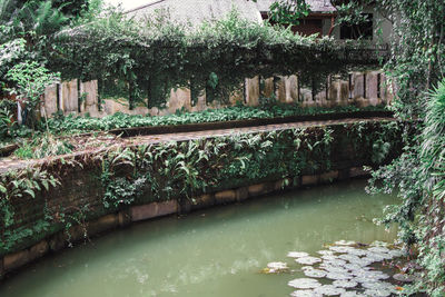 Scenic view of lake by trees and plants