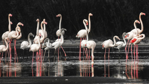 Flock of birds in lake