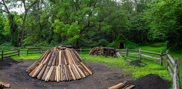 Wooden logs on dirt road amidst trees in forest