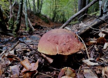 Close-up of mushroom growing on field