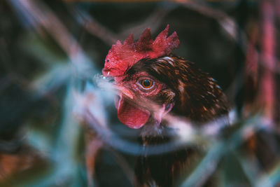 Close-up of rooster