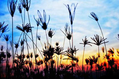 Close-up of silhouette plants on field against sky